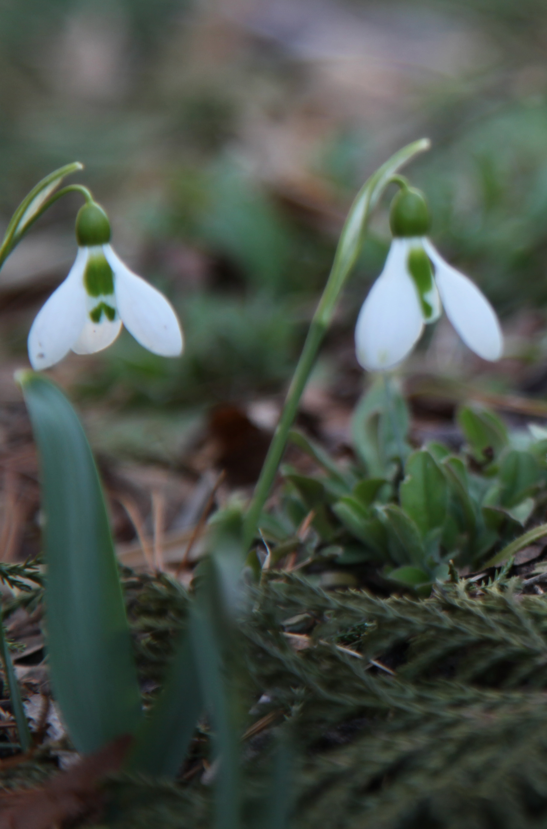 plant of the week: galanthus aka the snowdrop | stately kitsch