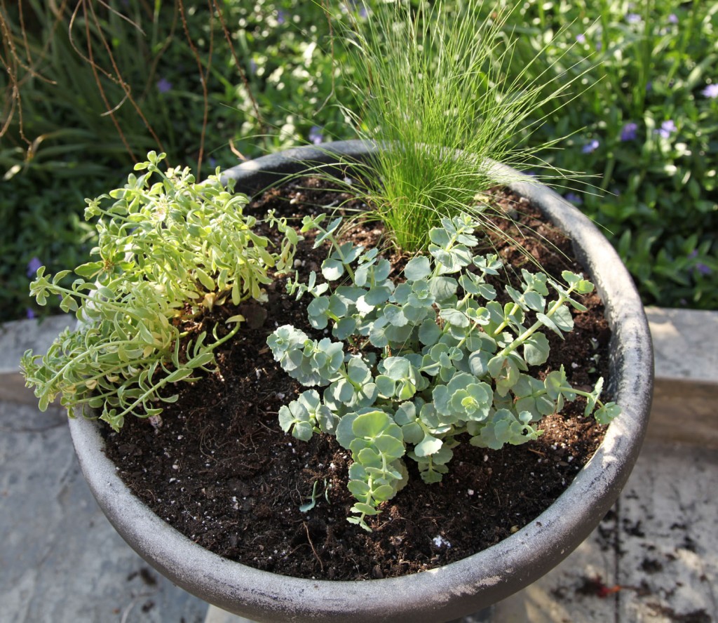 Plant Sale at Home Depot | Stately Kitsch