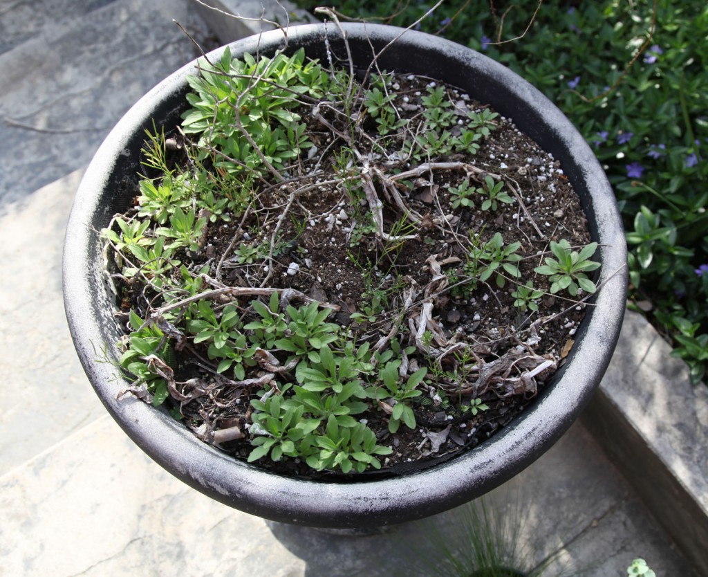 Plant Sale at Home Depot Stately Kitsch