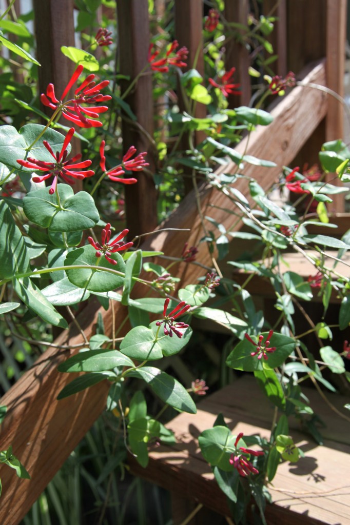 Plant of the Week Native Honeysuckle (Lonicera Sempervirens) Stately