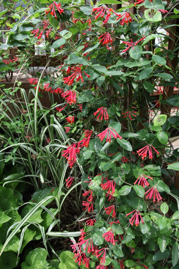 Plant of the Week Native Honeysuckle (Lonicera Sempervirens) Stately
