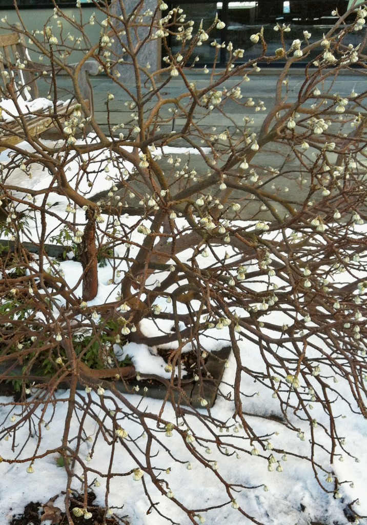 edgeworthia2-winter