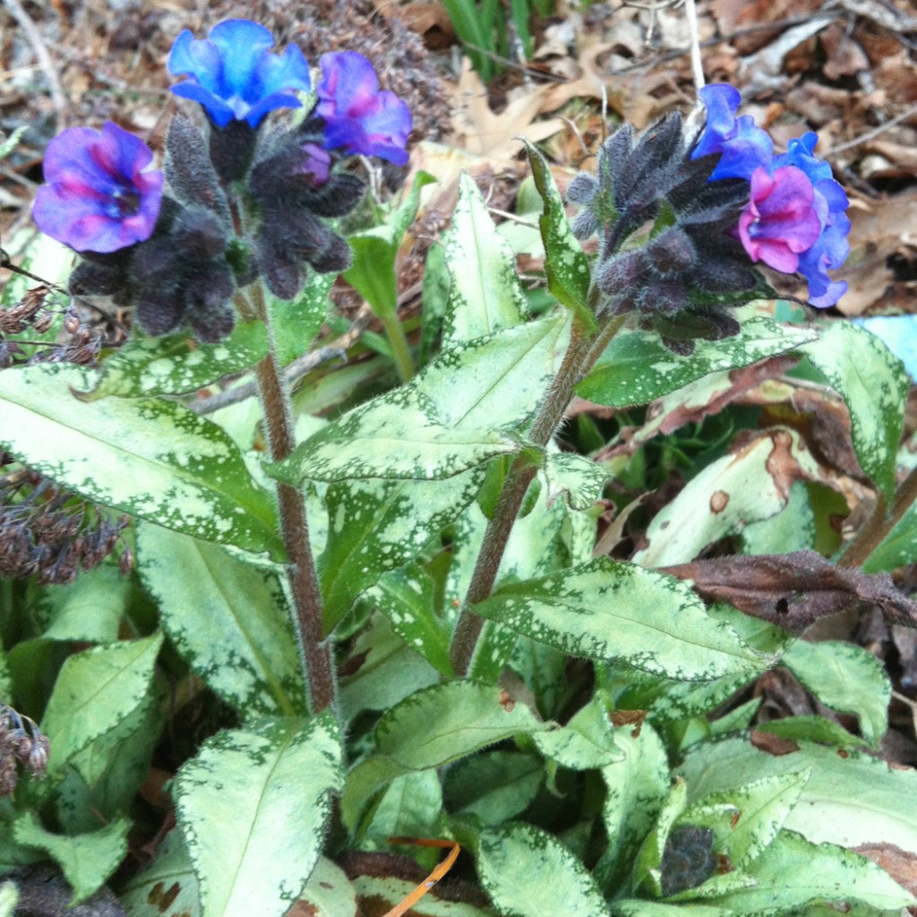 Lungwort-purplespringflower