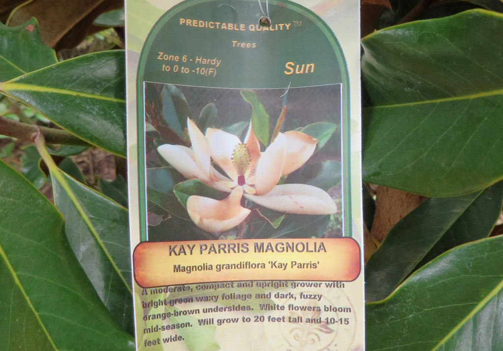 magnolia-kayparris