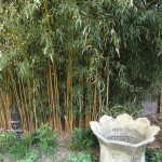 bamboo
