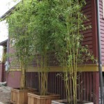 bambooplanter1