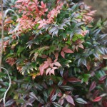 nandina2