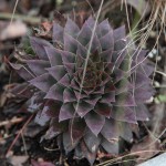 succulent2