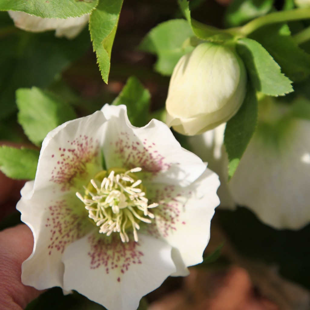 hellebore2
